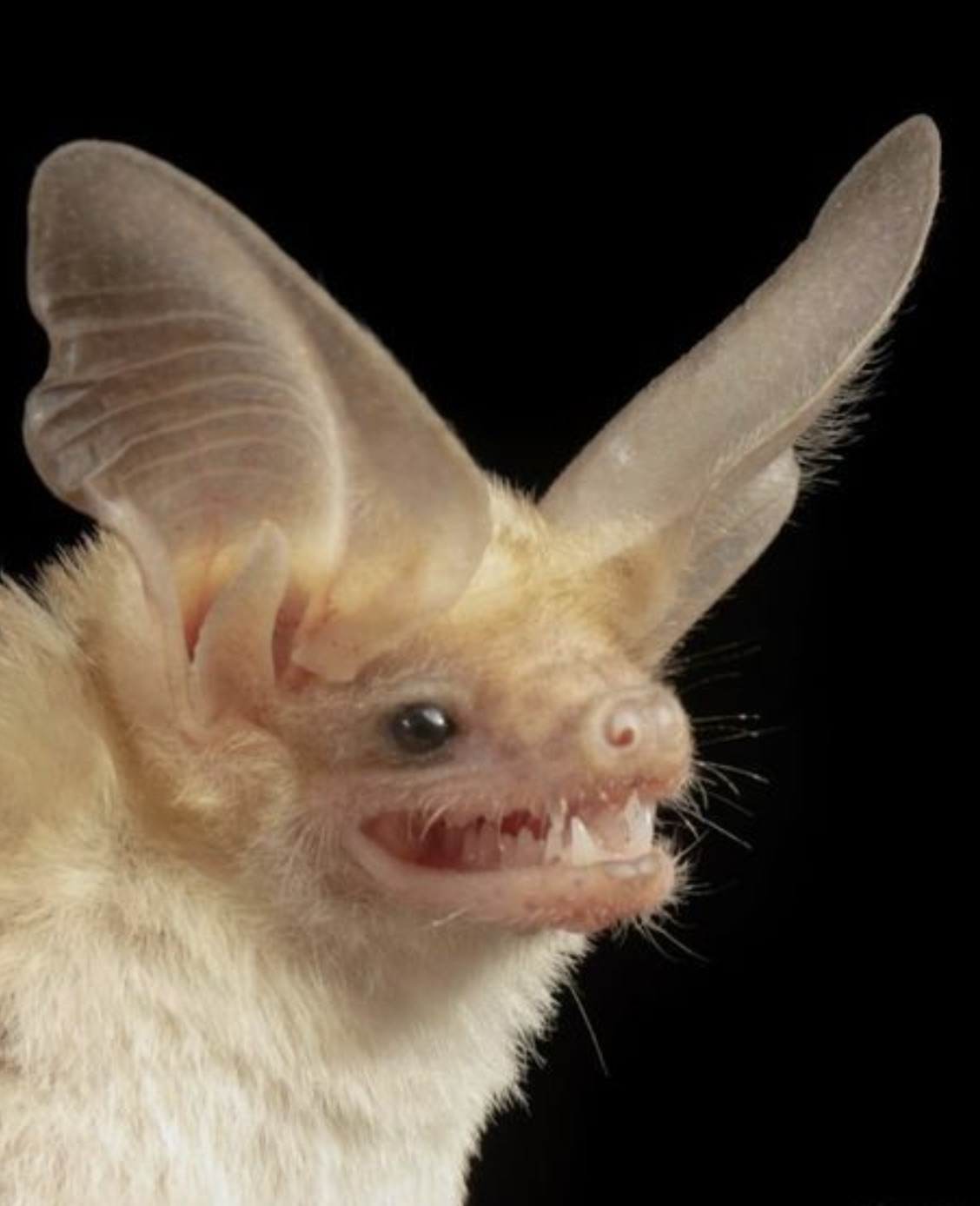 vampire bat